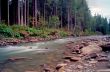 Flowing water of Carpathian mountain stream 