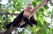 Monkey in Costa Rica