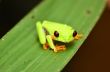 Red eyed tree frog