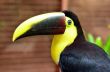 Tucan