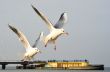 seagulls in Poland