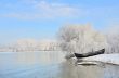 Frosty winter trees near Danube river