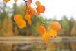 Yellow aspen leaf