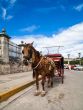 Caribbean Cuba Havana horse coach
