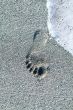 Caribbean cuba beach with footprints in the sand