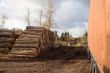 Cleared trees ready for transport