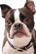 Boston Terrier Dog Close-up