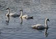 Three swans
