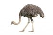 Ostrich
