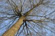 Winter tree, view from below