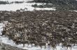Herd of reindeers
