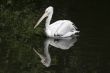 Swimming pelican