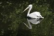Swimming pelican