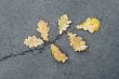 Oak leaves on asphalt