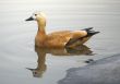 Ruddy sheldduck