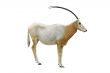 Scimitar horned oryx