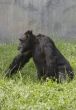 Black gorilla