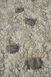 Sheep tracks