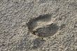 Sheep`s footprint