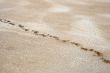 Salty land and footprints