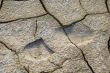 Footprint in dried earth