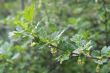 Gooseberry twig in spring