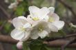 Flowering apple-tree