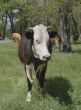 A cow grazing in a forest