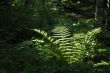 Fern in a dark forest