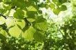 Linden tree