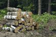 Wood stack 