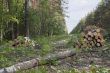 Clearing in a forest