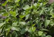 Sprouts of kidney beans