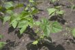 Sprouts of kidney beans