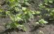 Sprouts of kidney beans