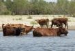 Cows at a riverbank