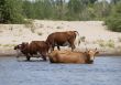 Cows at a riverbank