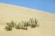 Plants in the sand