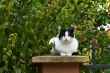 A green eyed cat sitting on a patio wall outside.