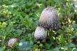 A few mushrooms growing in the grass near the fence.
