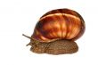 Earthy brown snail in the shell photographed close. Snail horns.