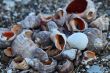 Lots of colorful shells and coral on the sand.