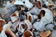 Lots of colorful shells and coral on the sand. 