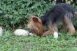 Dog and A few mushrooms growing in the grass near the fence.