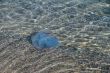 Large jellyfish floating in the water near the coast.