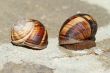 Earthy brown snail in the shell photographed close. Snail horns.