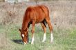 Brown horse grazing in a meadow in sunny autumn day.