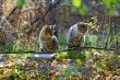 Gray fluffy cats sit on a tree among the branches and leaves