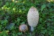 A few mushrooms growing in the grass near the fence.