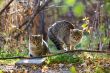 Gray fluffy cats sit on a tree among the branches and leaves